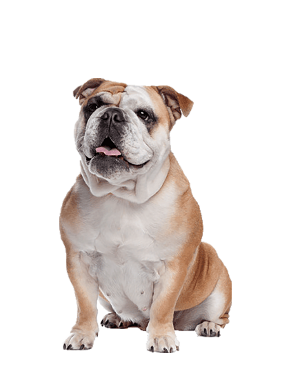 Kedvencek Gyál állatorvosi rendelő